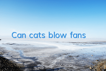 Can cats blow fans?