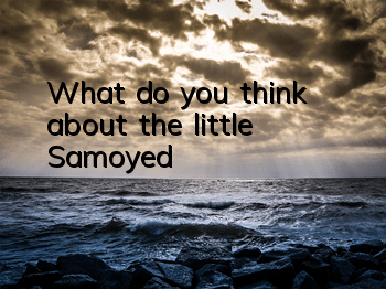 What do you think about the little Samoyed?