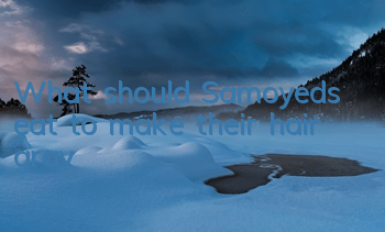 What should Samoyeds eat to make their hair gray?