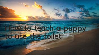 How to teach a puppy to use the toilet