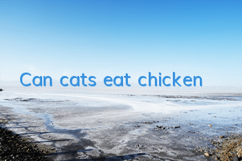 Can cats eat chicken?
