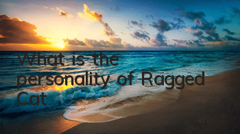 What is the personality of Ragged Cat?