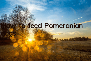 How to feed Pomeranian dogs