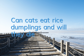 Can cats eat rice dumplings and will they die?