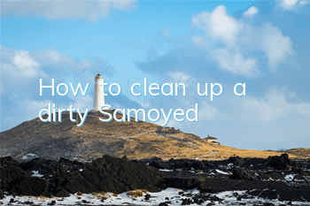 How to clean up a dirty Samoyed?