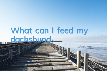 What can I feed my dachshund?