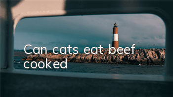 Can cats eat beef, cooked?