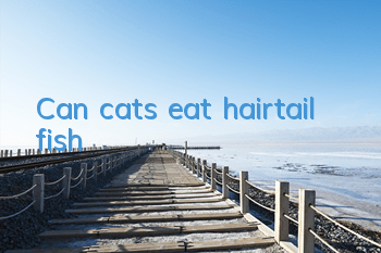 Can cats eat hairtail fish?