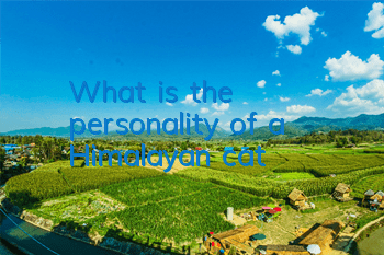 TWhat is the personality of a Himalayan cat?