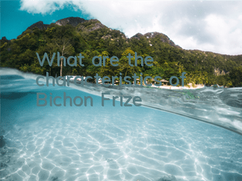 What are the characteristics of Bichon Frize?