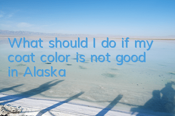 What should I do if my coat color is not good in Alaska?