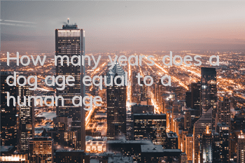 THow many years does a dog age equal to a human age?