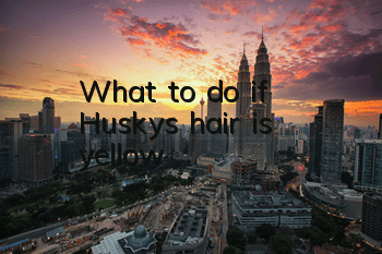 What to do if Husky’s hair is yellow
