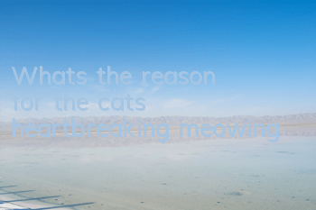 What’s the reason for the cat’s heartbreaking meowing?