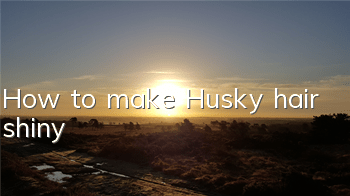 How to make Husky hair shiny