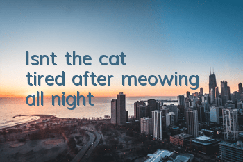 Isn't the cat tired after meowing all night?