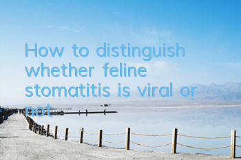 How to distinguish whether feline stomatitis is viral or not