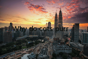 Why do cats purr?