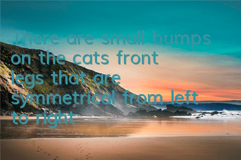 There are small bumps on the cat’s front legs that are symmetrical from left to right