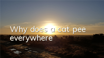 Why does a cat pee everywhere?
