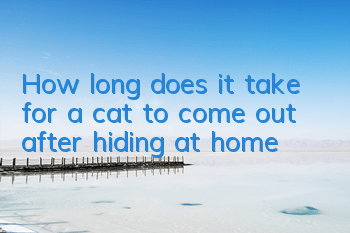 How long does it take for a cat to come out after hiding at home?