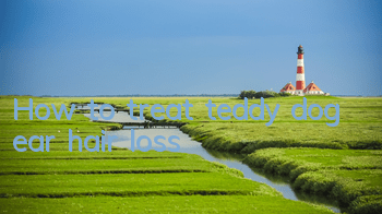 How to treat teddy dog ​​ear hair loss