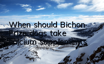 When should Bichon Frize dogs take calcium supplements?