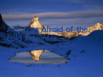 Are cats afraid of the cold in winter?