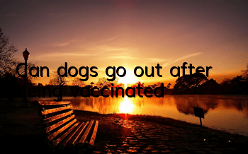 Can dogs go out after being vaccinated?