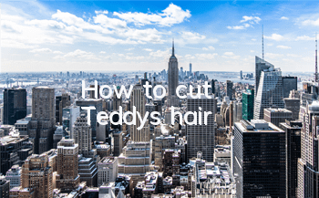 How to cut Teddy's hair