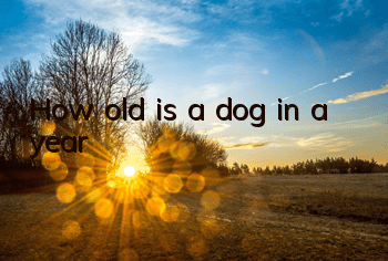 How old is a dog in a year?