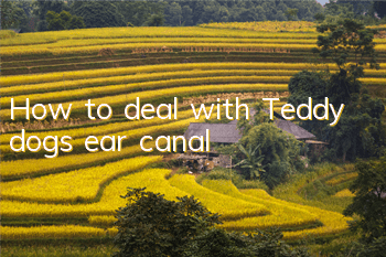How to deal with Teddy dog’s ear canal