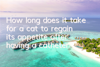 How long does it take for a cat to regain its appetite after having a catheter?