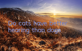 TDo cats have better hearing than dogs?
