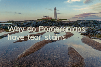 Why do Pomeranians have tear stains?
