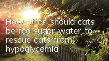 How often should cats be fed sugar water to rescue cats from hypoglycemia?