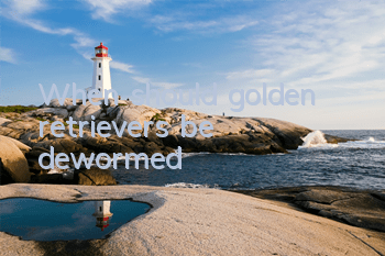 When should golden retrievers be dewormed?