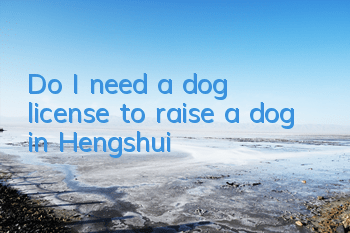 TDo I need a dog license to raise a dog in Hengshui?