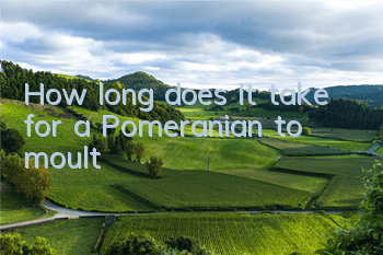 How long does it take for a Pomeranian to moult?