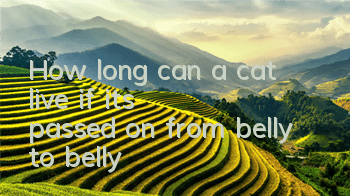 How long can a cat live if it's passed on from belly to belly?