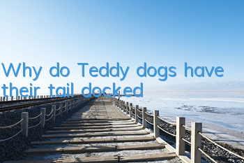 Why do Teddy dogs have their tail docked?