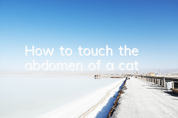 How to touch the abdomen of a cat
