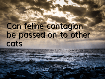 Can feline contagion be passed on to other cats?