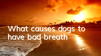 What causes dogs to have bad breath?
