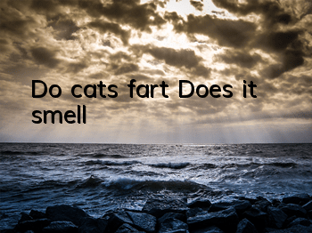 Do cats fart? Does it smell?