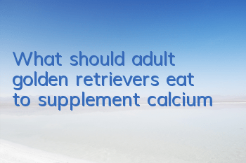 What should adult golden retrievers eat to supplement calcium?