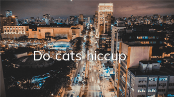 Do cats hiccup?