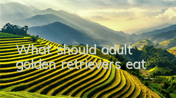 What should adult golden retrievers eat?