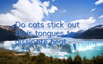 Do cats stick out their tongues to dissipate heat?