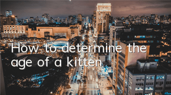 THow to determine the age of a kitten?